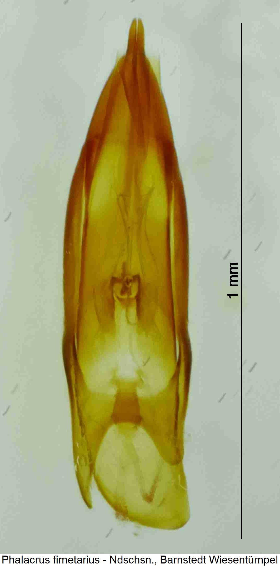 phalacrus_fimetarius.jpg