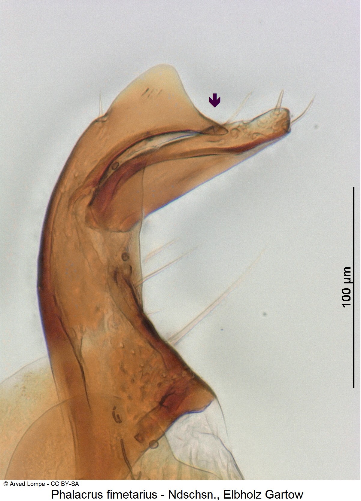 phalacrus_fimetarius_ck8582_ovi.jpg