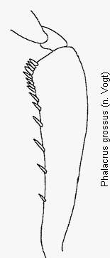 phalacrus_grossus_vschn.gif