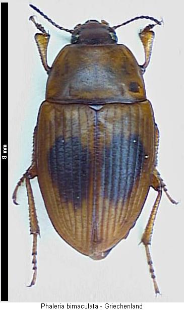 phaleria_bimaculata_hab.jpg