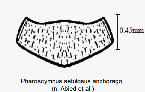 pharoscymnus_anchorago_hsch.gif