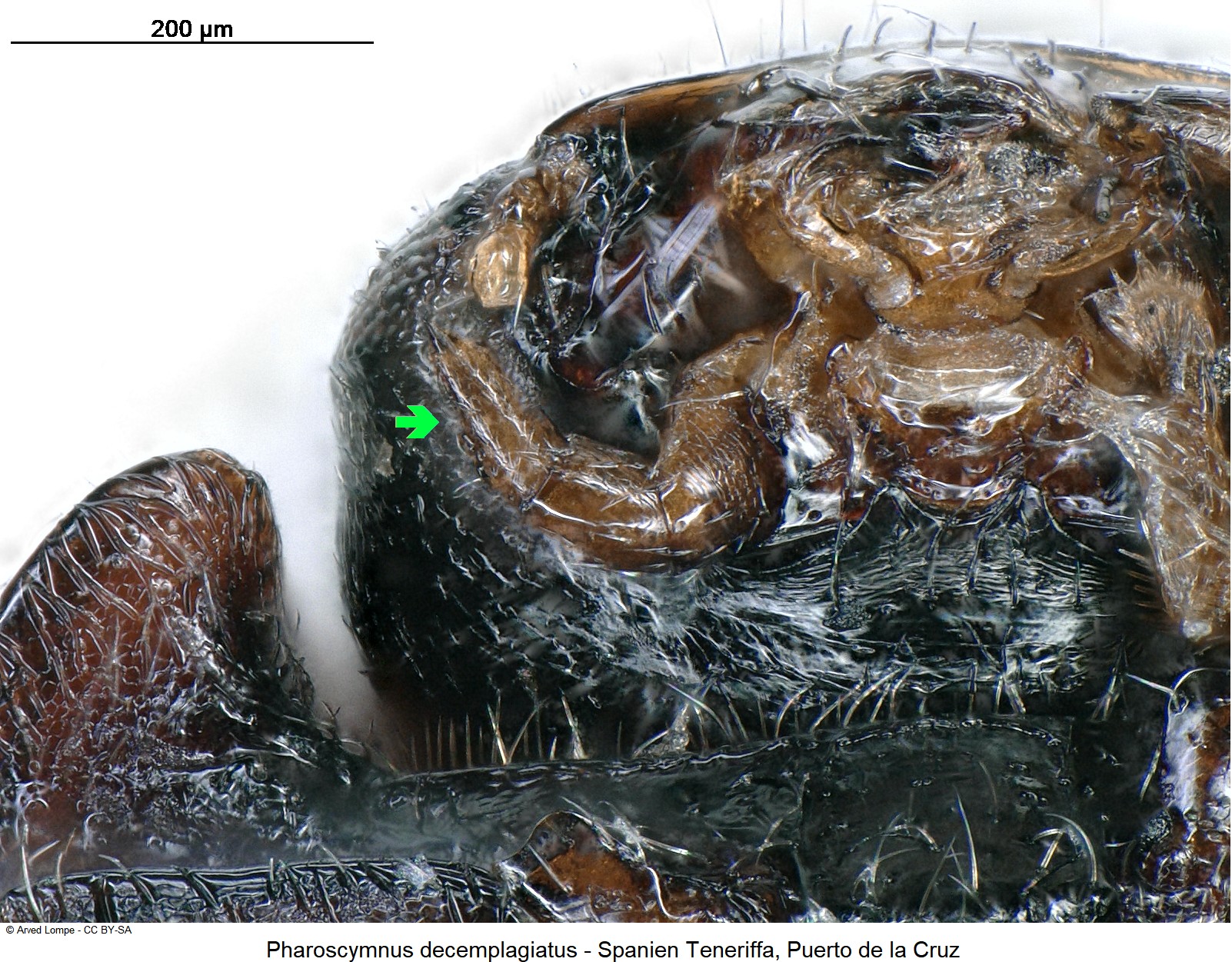 pharoscymnus_decemplagiatus_ck34373652_ts.jpg
