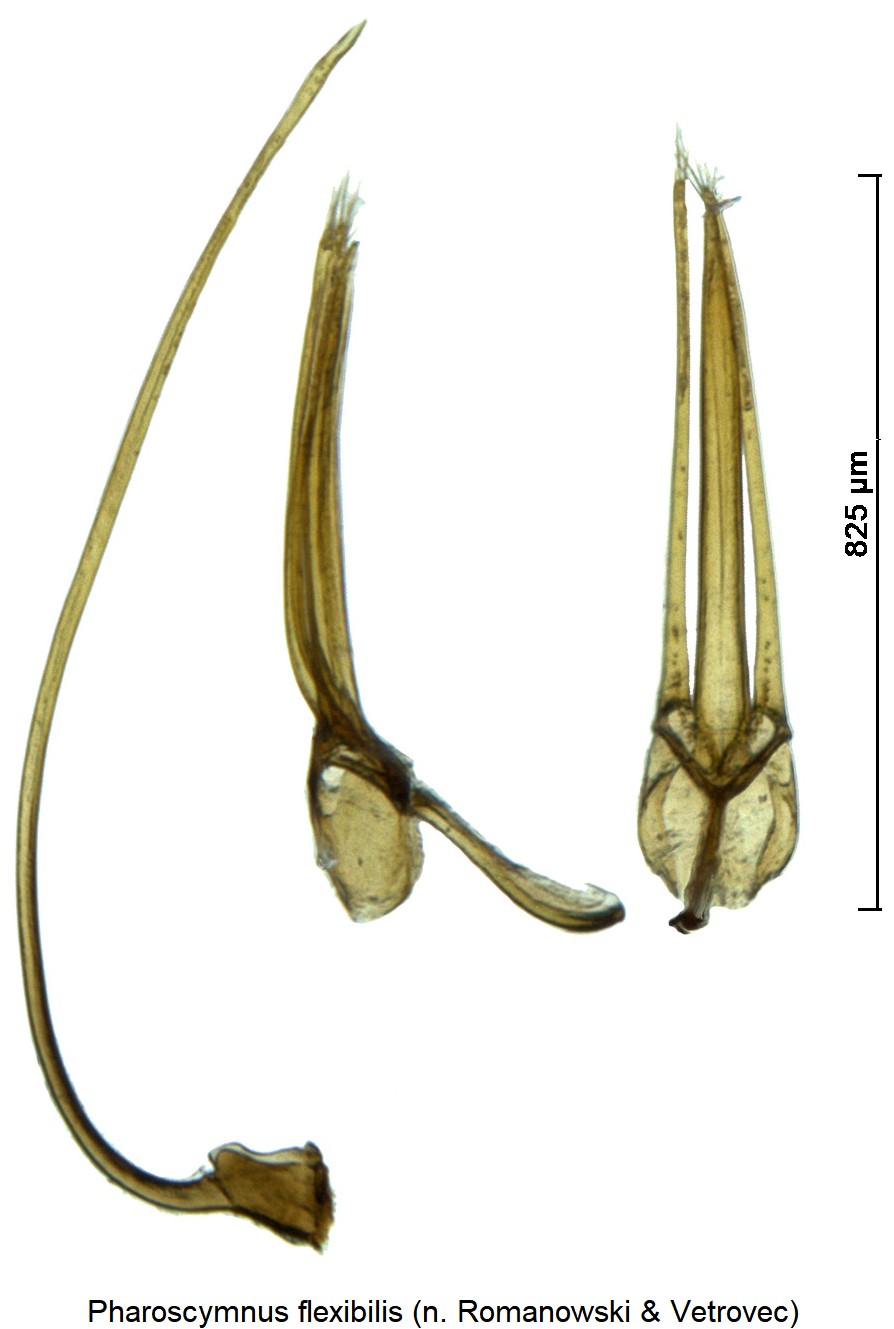 pharoscymnus_flexibilis.jpg