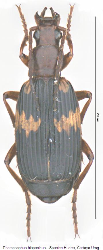 pheropsophus_hispanicus_hab.jpg