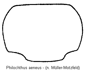 philochthus_aeneus_hsch.gif