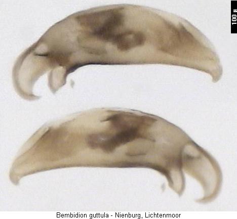 philochthus_guttula.jpg