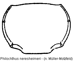 philochthus_neresheimeri_hsch.gif