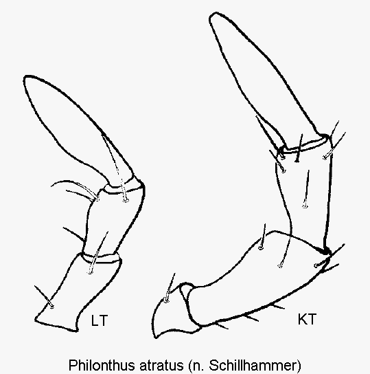 philonthus_atratus_ts.gif