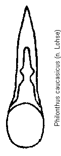 philonthus_caucasicus.gif