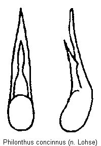 philonthus_concinnus.gif