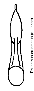philonthus_cruentatus.gif