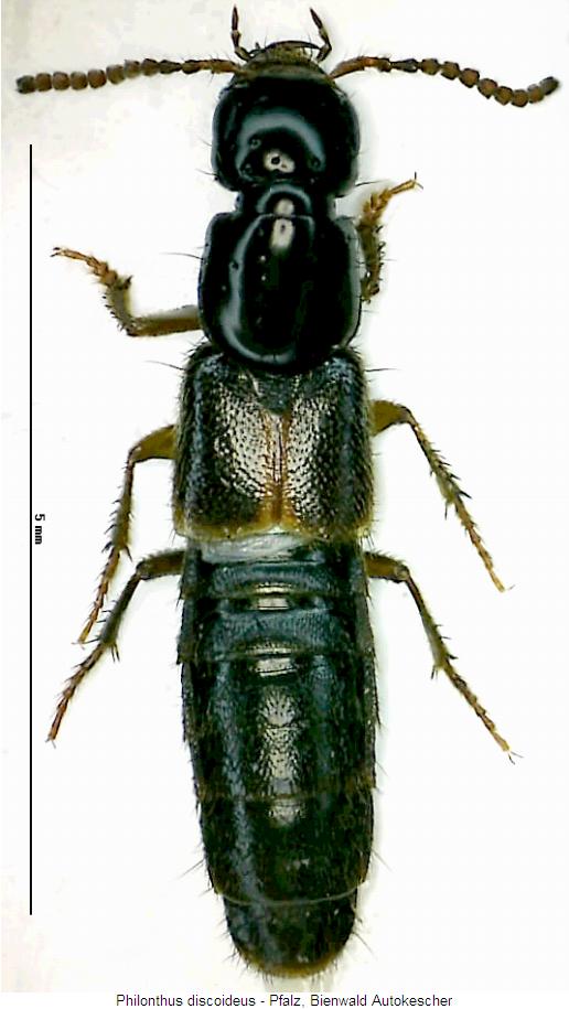 philonthus_discoideus_hab.jpg