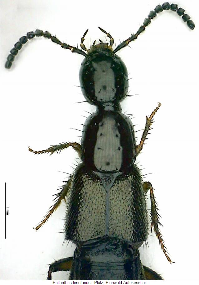 philonthus_fimetarius_vk.jpg