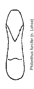 philonthus_furcifer.gif