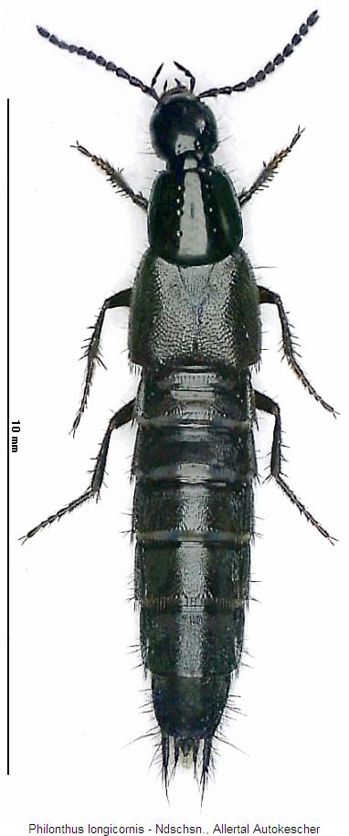 philonthus_longicornis_hab.jpg
