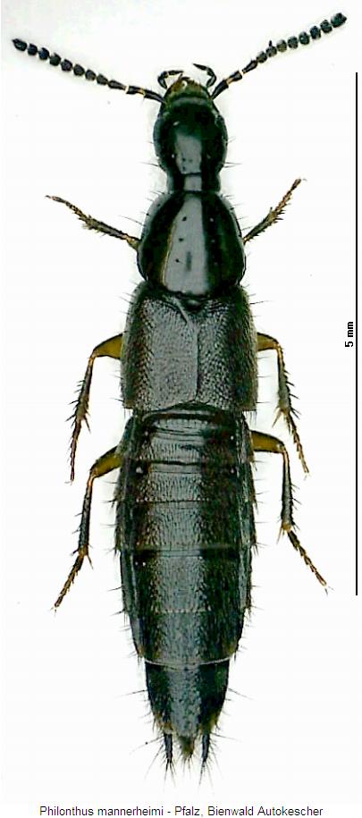 philonthus_mannerheimi_hab.jpg