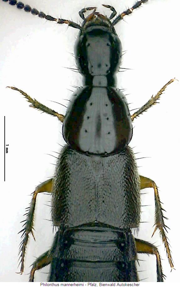 philonthus_mannerheimi_vk.jpg