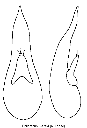 philonthus_mareki.gif