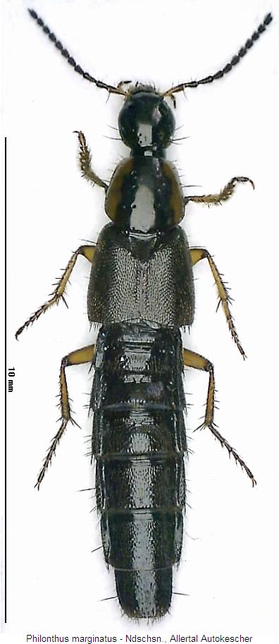 philonthus_marginatus_hab.jpg
