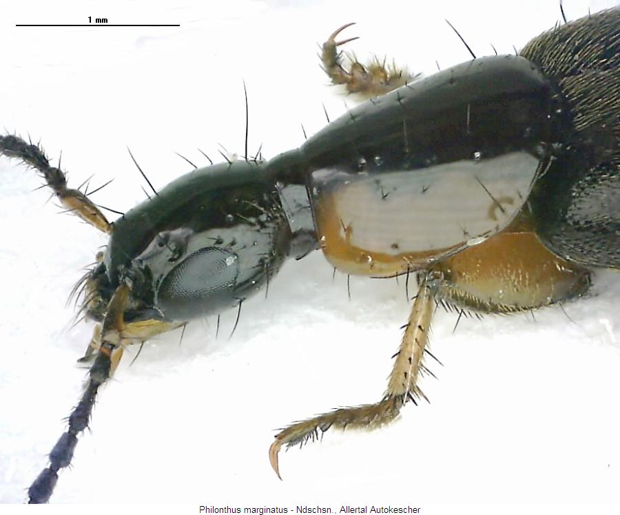philonthus_marginatus_vk.jpg