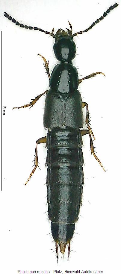 philonthus_micans_hab.jpg