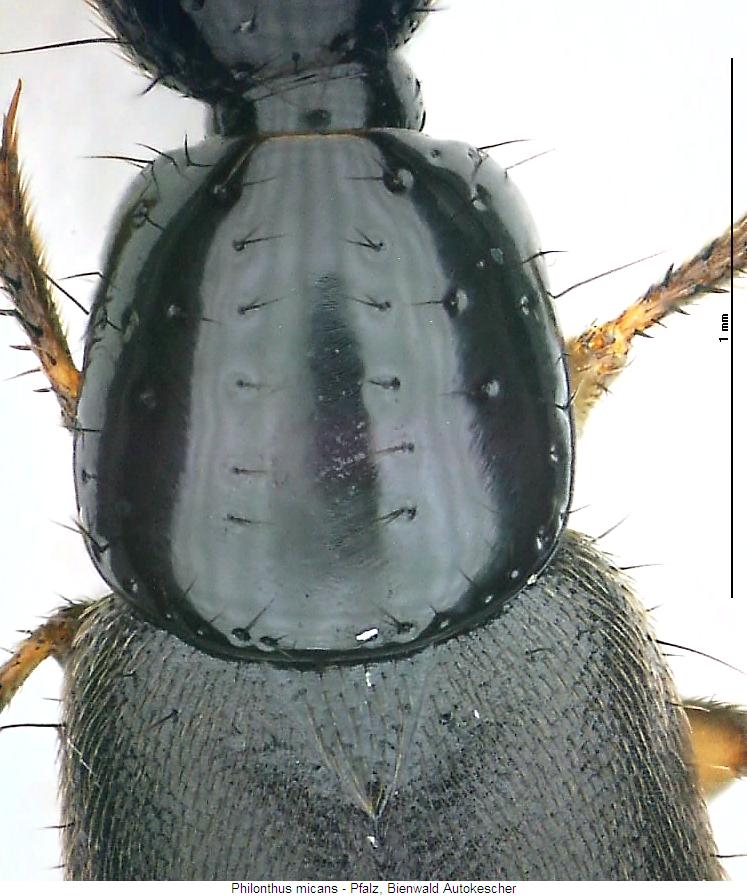 philonthus_micans_hsch.jpg