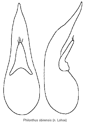 philonthus_obirensis.gif