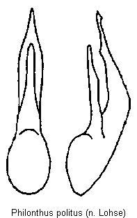 philonthus_politus.gif