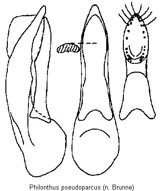 philonthus_pseudoparcus.gif