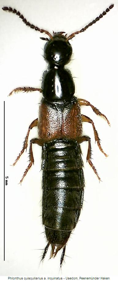 philonthus_quisquiliarius_hab.jpg