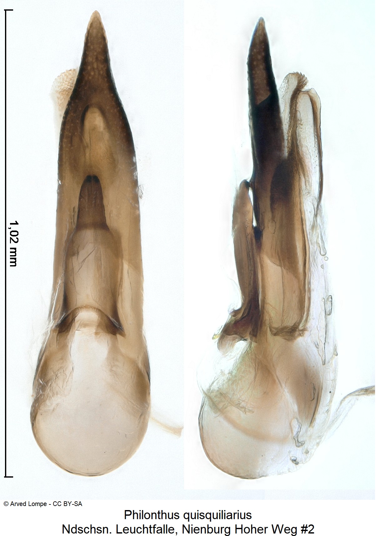 philonthus_quisquiliarius_nr2_ck33239875.jpg