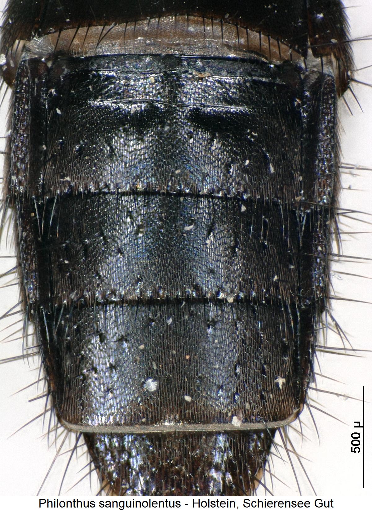 philonthus_sanguinolentus_hlb.jpg