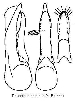 philonthus_sordidus.gif
