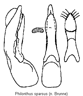 philonthus_sparsus.gif
