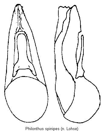 philonthus_spinipes.gif