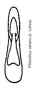 philonthus_varians.gif