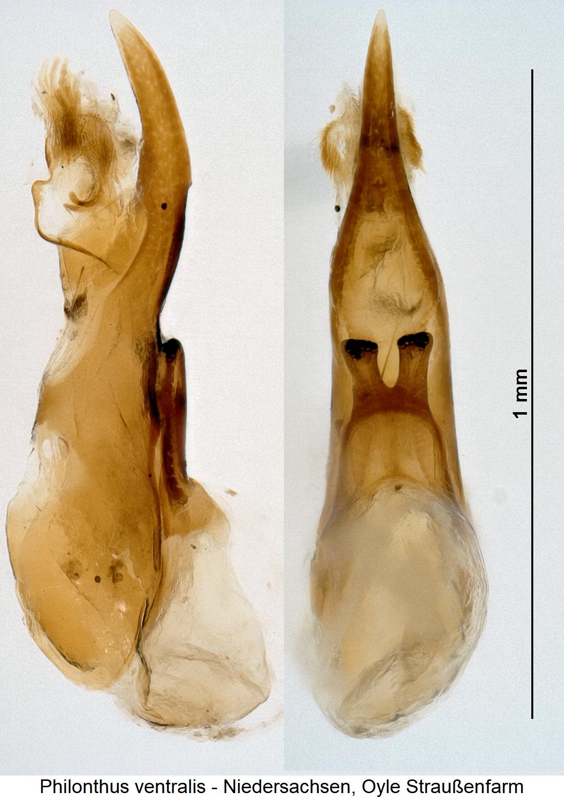 philonthus_ventralis.jpg