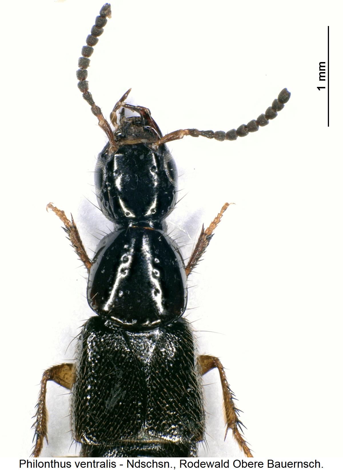 philonthus_ventralis_vk.jpg