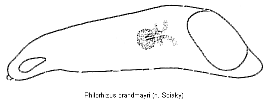 philorhizus_brandmayri.gif