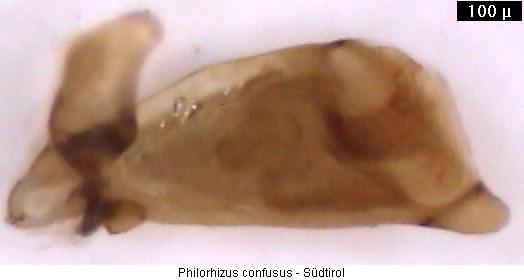 philorhizus_confusus4.jpg