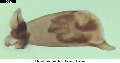philorhizus_crucifer3.jpg