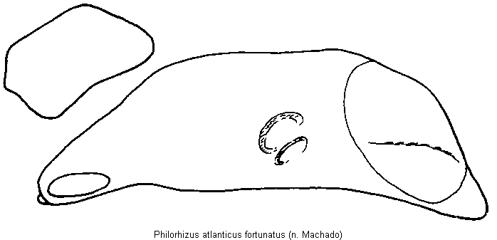 philorhizus_fortunatus.gif