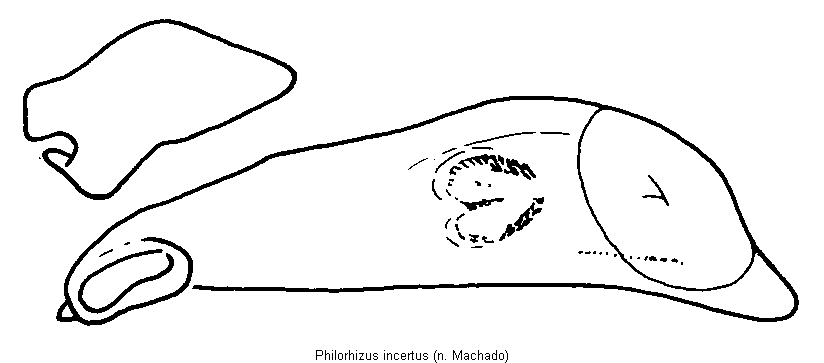 philorhizus_incertus.gif