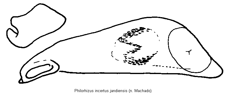 philorhizus_jandiensis.gif