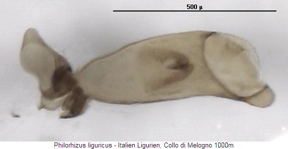 philorhizus_liguricus.jpg