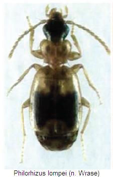 philorhizus_lompei_hab.jpg