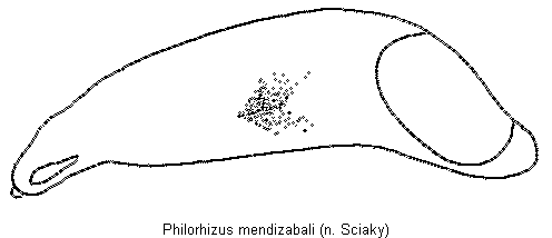 philorhizus_mendizabali.gif