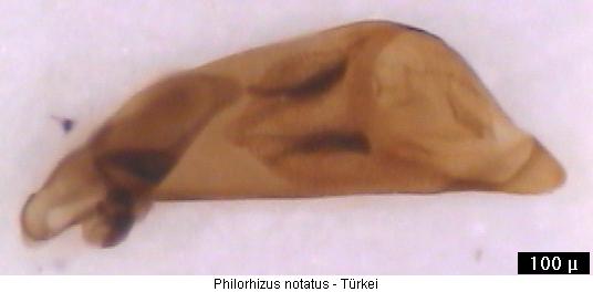 philorhizus_notatus.jpg