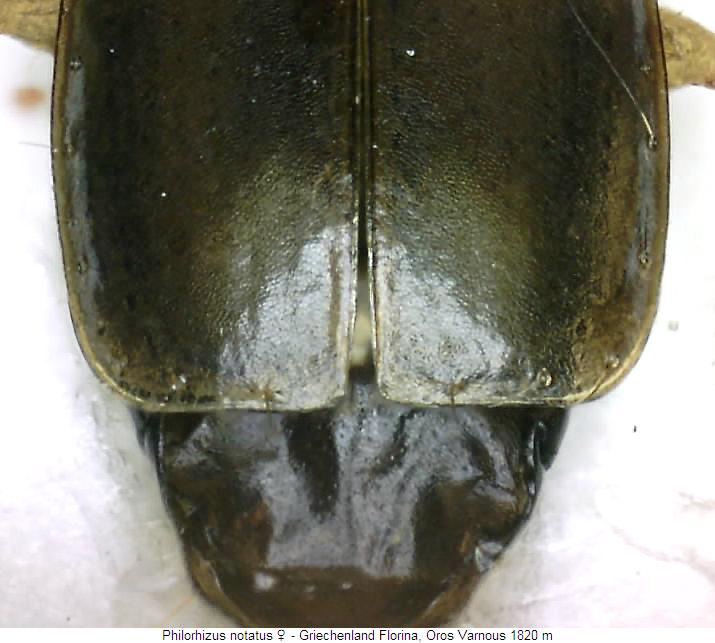 philorhizus_notatus_fld.jpg