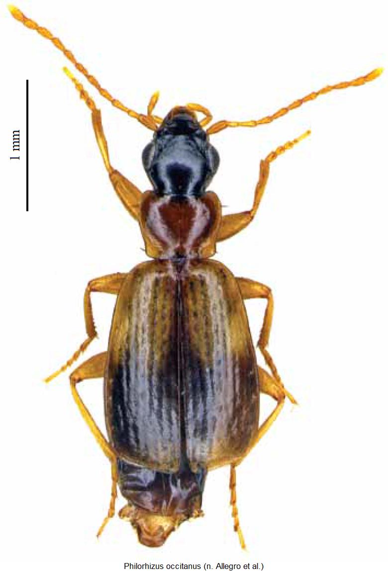 philorhizus_occitanus_hab.jpg